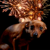 Los perros y el miedo a los fuegos artificiales