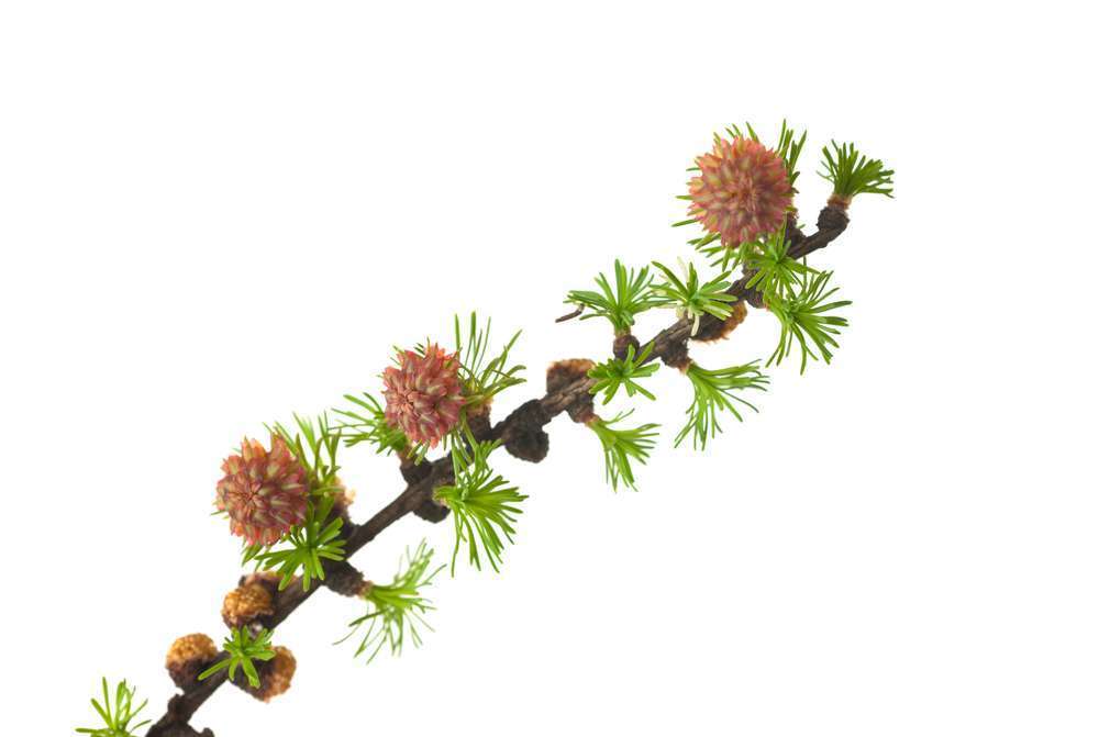 Larch flores bach propiedades